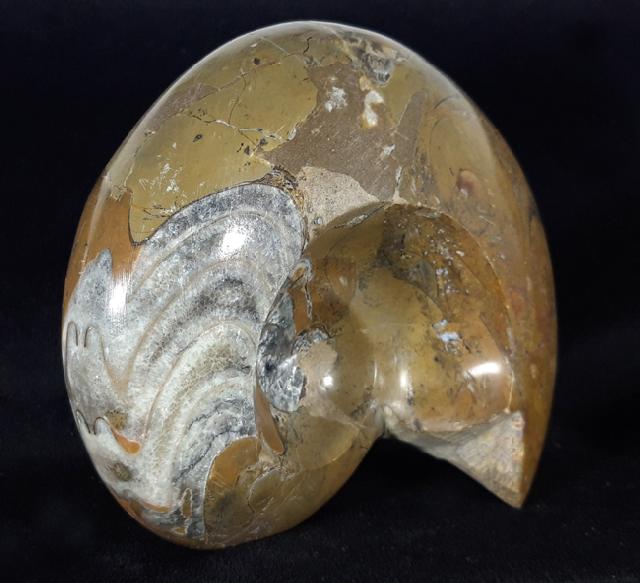 Manticoceras cf. intumescens (BEYRICH 1837) - Bild &copy; FossNet FossilienStore